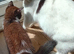 Adorable kittens