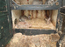 Flemish giant