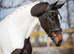 Four years old &ndash; KWPN   Approx 17hh  Tobiano