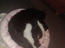 2 male maincoon kittens left for sale