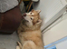 Siberian husky