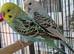 Pair of young budgies