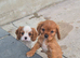 King Charles Puppies For Sale