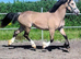 Beautiful quality welsh D dun mare