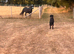 Beautiful Dartmoor 4 years old