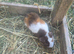 Teddy male guinea pig