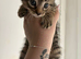 Tabby girl!