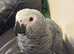 baby african grey 14 weeks old ready to go last one left
