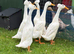Indian Runner Ducks for sale