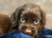 Cocker spaniel puppies 2 boys left