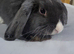 Mini lop baby