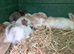 Beautiful litter of 10 kits
