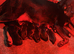 Big Rottweiler puppies