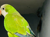 Tame Baby green Quaker talking Parrot