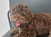 Chocolate tan maltipoo