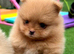 Tiny Teddy Bear Pomeranians