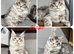 TICA registered adorable Maine coon kittens Ready Now