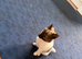 Adorable Pomchi Puppies For Sale