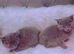 Stunning litter of Russian blue kittens ready now