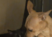 Beautiful female lurcher cross for rehoming