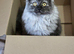 Maine coon x ragdoll 9months old kitten