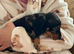 Miniature smooth haired dachshunds