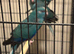 Kakariki parakeet