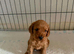 Cockerpoo puppies for sale