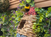 Cuban Finch x 2