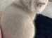 Rare Stunning Chunky Lilac British Shorthair Girl