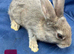 BABY BUNNY RABBITS - DOE and BUCKS