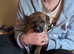 Staffy cross puppy