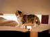 8 week old kittens