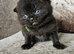British shorthair kittens