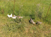 Creamleg bar pullets