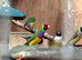 Gouldian finch