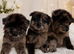 Reduced - CHOW SHEPHERDS READY NOW