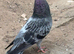 Pigeon for sale
