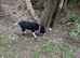 Border collie puppy’s