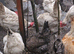 Easter Eggers - BLUE/OLIVE EGG LAYERS Sapphire/Emerald/Cheshire Blue CHICKS UNSEXED