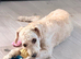 7 month miniature poodle