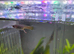 Male and female guppys for sale