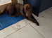 Male labrador