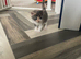 Kitten