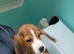 Buddy the beagle