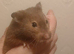 2 female syrian hamsters
