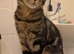 Dexter needs a loving home!