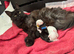 Mainecoon kittens Ready Now