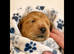 Fox red golden retriever pups RKC registered