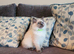 Beautiful GCCF Registered Blue Point Ragdoll Kitten.